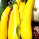 Courgette  Courgette jaune  