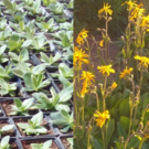 Plante  Plants BIO AB Arnica Montana (ou 10 euros les 3)  