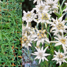 Plante  Plants BIO AB Edelweiss (ou 8 euros les 3)  