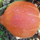 Courge  Potimarron  