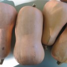 Courge  Butternut - vendue à la pièce  