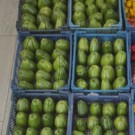 Chayotte  Chayottes Christophine chouchou  