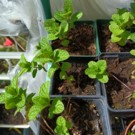 Plants  Menthe marocaine  