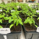 PLANTS  Tomates Russe (DISPO le16 avril !)  