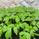 PLANTS  Tomates Noir de Crimée  