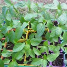 Plants  Poivron et piment - Liste des variétés sur demande  