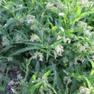 Autre  Consoude de Russie : source naturelle de phosphate  