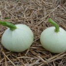 Courgette  Courgettes rondes  
