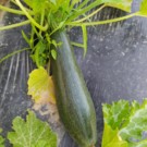 Courgette  Courgettes naturelles  