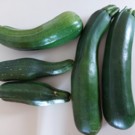 Courgette  Courgettes longues vertes  