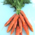 Carottes