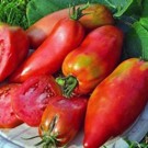 Tomate  Andine cornue  