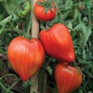 Tomate  Marbonne  