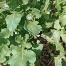 Feuilles  Roquette  