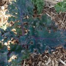 Choux  Chou kale vert et violet  