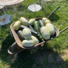 Courgette  Courgette - Toutes tailles  