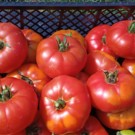 Tomate  anciennes types Marmande, Rose de Berne...  