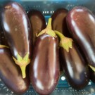 Aubergine