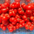 Tomates  T. Voyage  