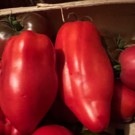 Tomates  Cornue des Andes  