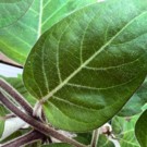 Feuilles  Plante fromage (Paederia lanuginosa), au goût de c  