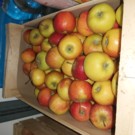 Pomme  Pirouette  