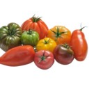 Tomate  Diverses variétés anciennes  