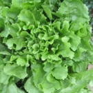 Salade  Chicorée Scarole (gros volume)  