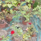 Fleurs  rosiers non greffés  