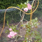 Fleurs  rosier grimpant: petites fleurs roses claires  