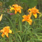 Plante  hémerocallis fulva flore peno  
