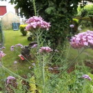 Plante  verveine de Buenos Aires  