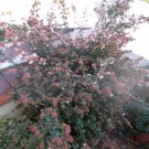 Arbres  abélia confetti  