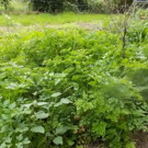 Persil  persil plat et frisé mélangés  