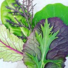 Salade  Mesclun du Potager (Marion)  
