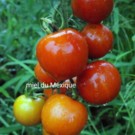 Graines  Graines tomates miel du Mexiques sachets 30graines  
