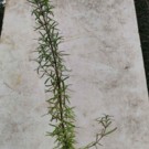Plante  Pieds de romarin en pots h 50 cm culture en bio  