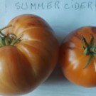 Graines  tomates summer cider en sachets 30 graines  