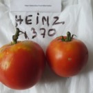 Graines  tomates heinz 1370 vendu en sachet de 30 graines  