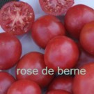 Graines  tomate rose de berne vendu en sachet de 30 graines  