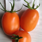 Graines  tomate orange banana sachet de 30 graines  