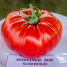 Graines  tomates anciennes rouge corse en de 30 graines  