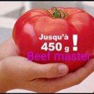 Graines  tomate beef master sachet de 30 graines  