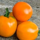 Graines  tomates yellow belgium sachet 30 graines  