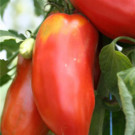 Graines  tomate ondine cornu vendu en sachet de 30 graines  