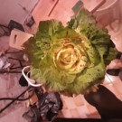 Divers  Salade chicorée italienne  