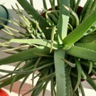 Plante  Aloe Vera  