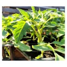 PLANTS  Tomate Evergreen  