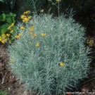 Plants  Helychysum (immortelle d'Italie)  