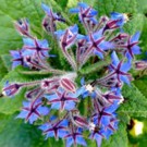 Bourrache  Pieds a repiquer  